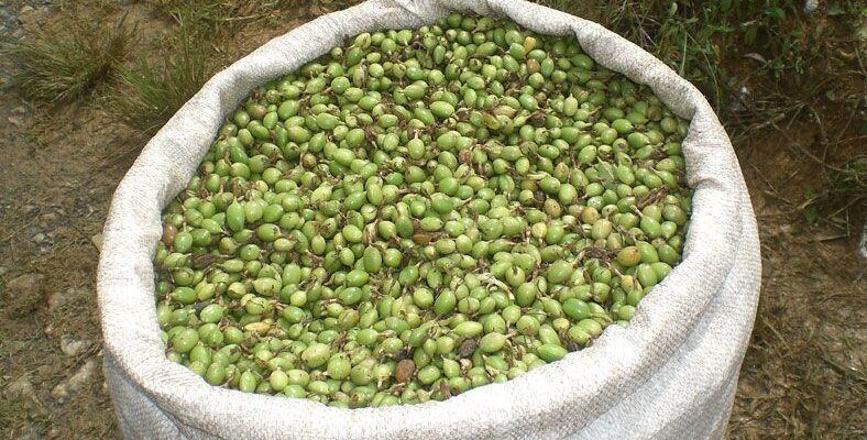Apoyan a pequeños productores de cardamomo en Alta Verapaz