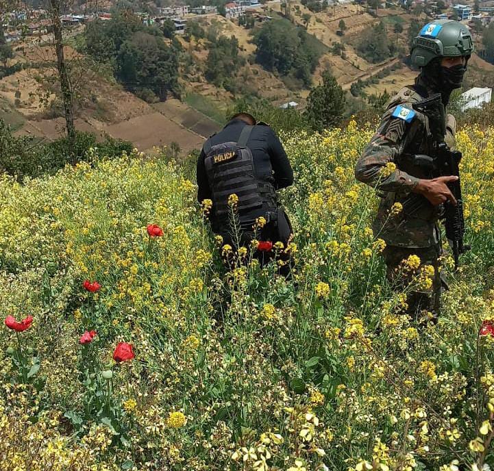 Destruyen amapola valorada en 120 mil quetzales en San Marcos