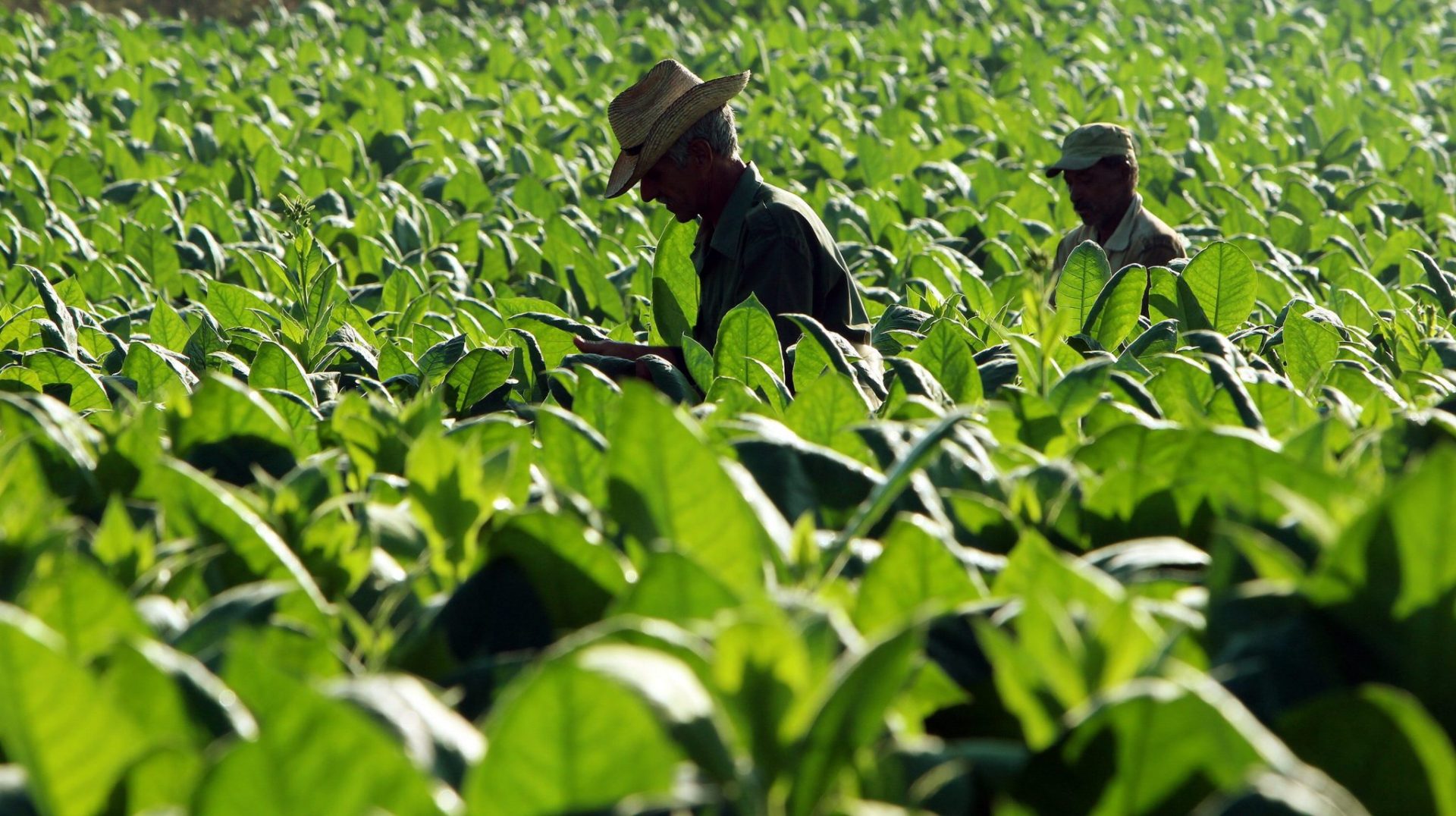 Guatemala avanza hacia economía verde inclusiva