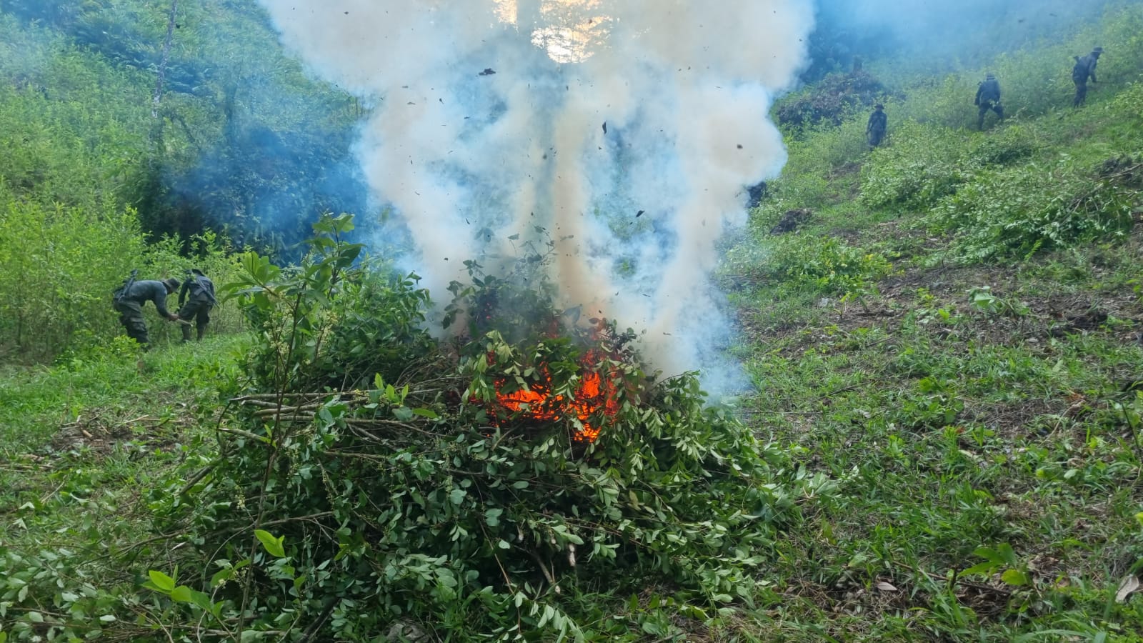 Más de 2 millones de arbustos de coca erradicados en Petén