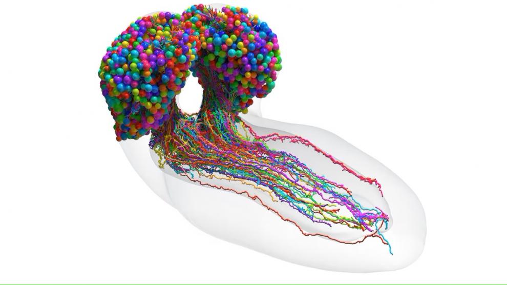 Completan mapa cerebral de un insecto, un gran avance para la neurociencia
