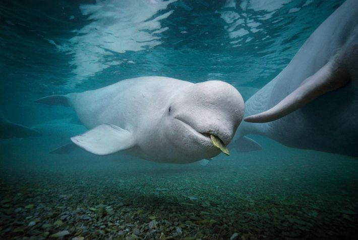Naturaleza favorece a especies fuera del tamaño medio