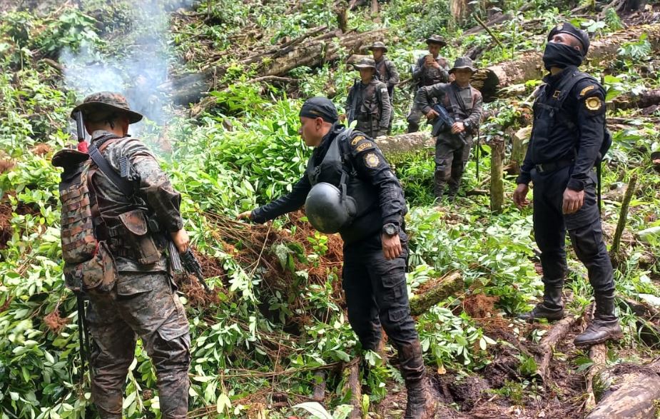 Erradican arbustos de coca valorados en 5.6 millones de quetzales en Izabal