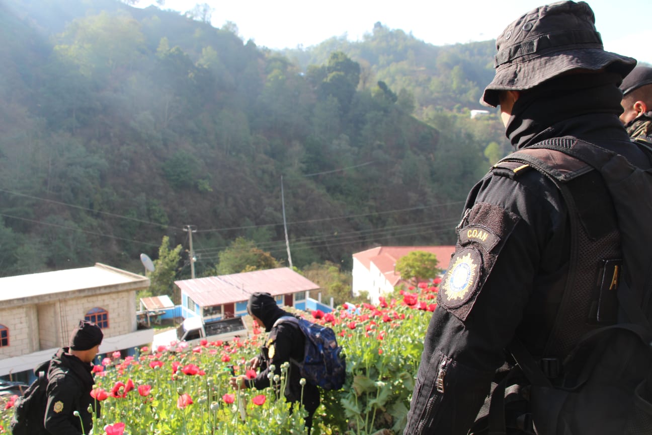 Amapola destruida en San Marcos vale más de 7 millones de quetzales