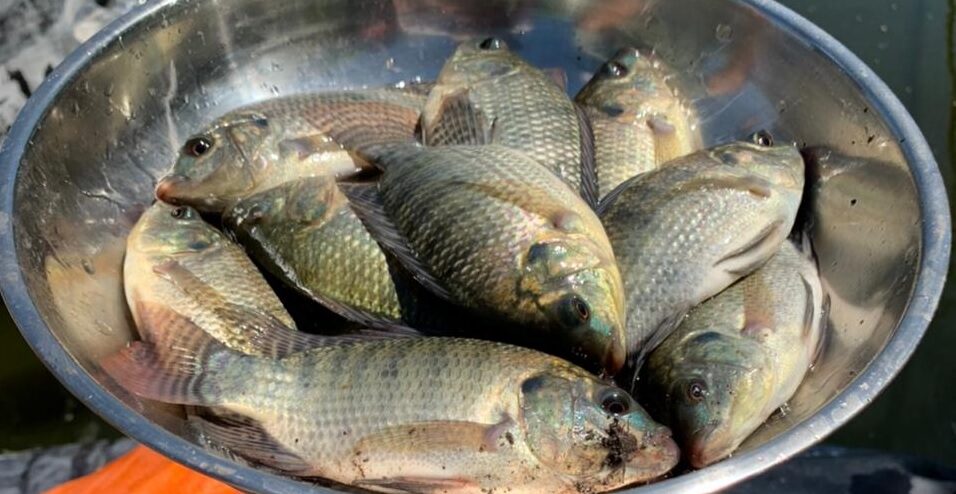 Cultivo de tilapia contribuye a seguridad alimentaria en municipios peteneros