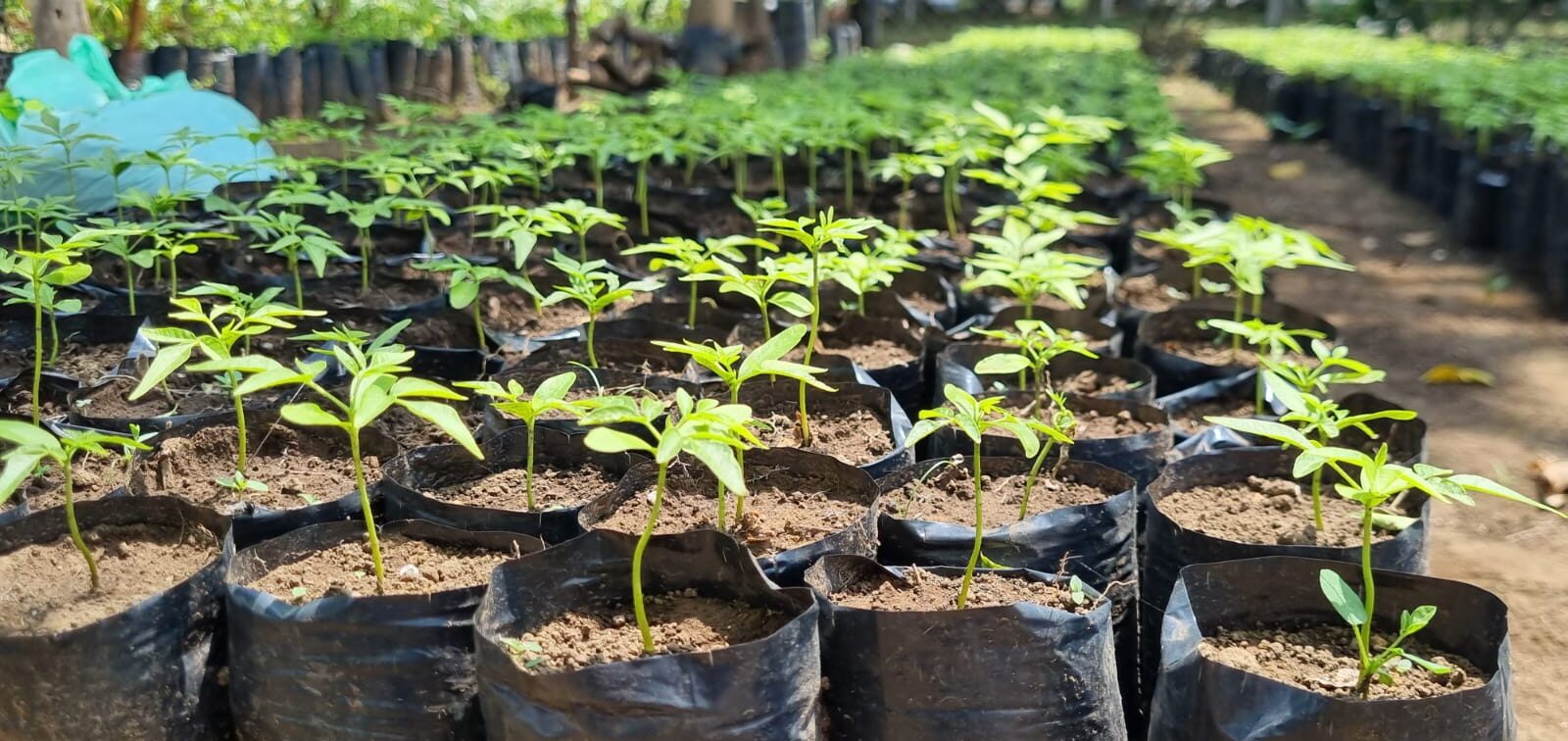 Producen más de 100 mil plantas para reforestar 4 departamentos