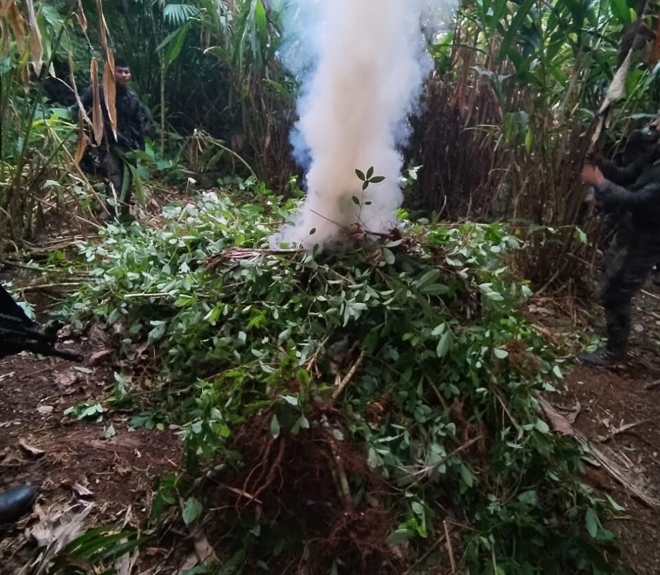 Eliminan 280 mil 440 arbustos de coca y destruyen narcolaboratorio
