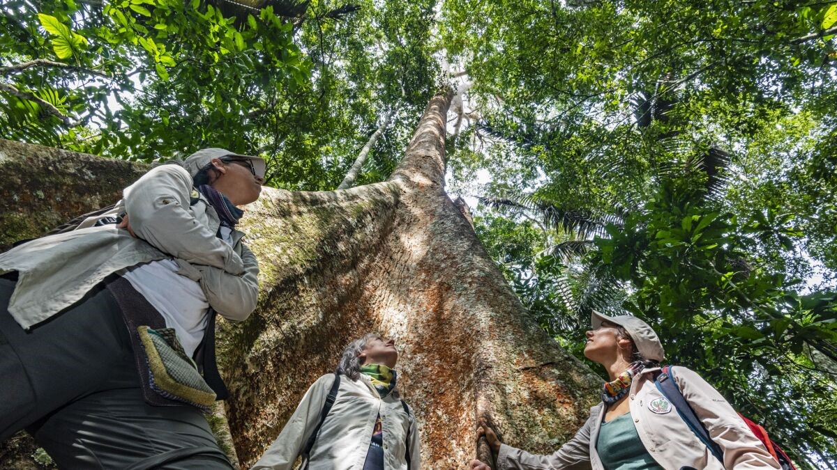 Una aplicación permitirá rastrear madera extraída ilegalmente de Amazonia