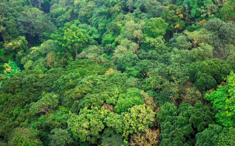 Proyecto Gestión Forestal Sostenible apoyará a familias productoras