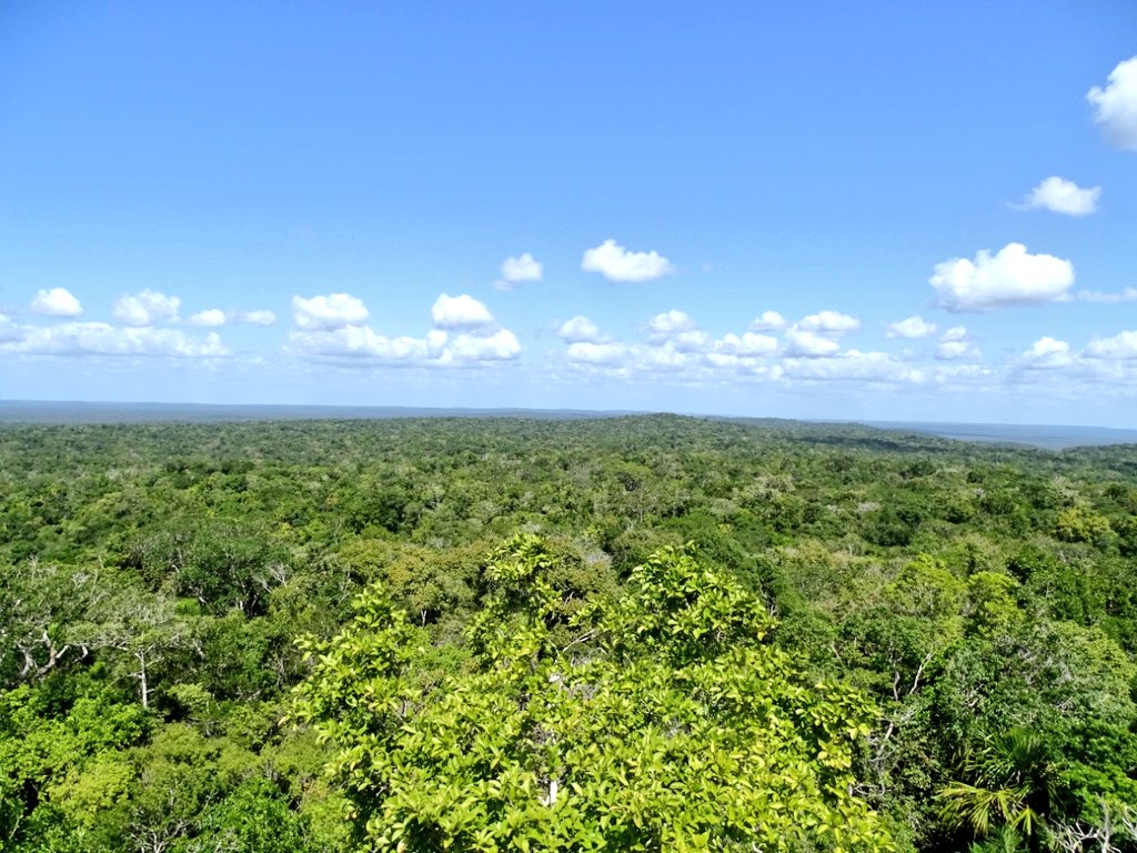 Ejecutivo resalta importancia de las concesiones forestales