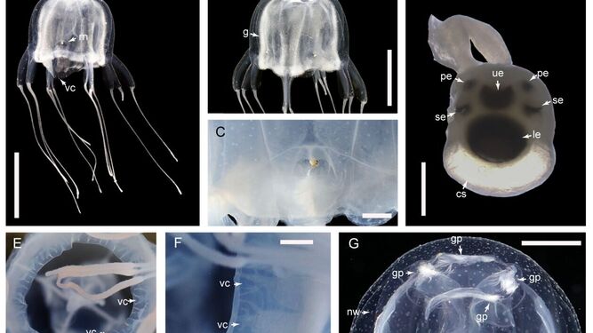 Descubren nueva especie de medusa con 24 ojos