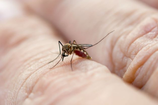 Emiten recomendaciones para prevenir malaria y dengue durante Semana Santa