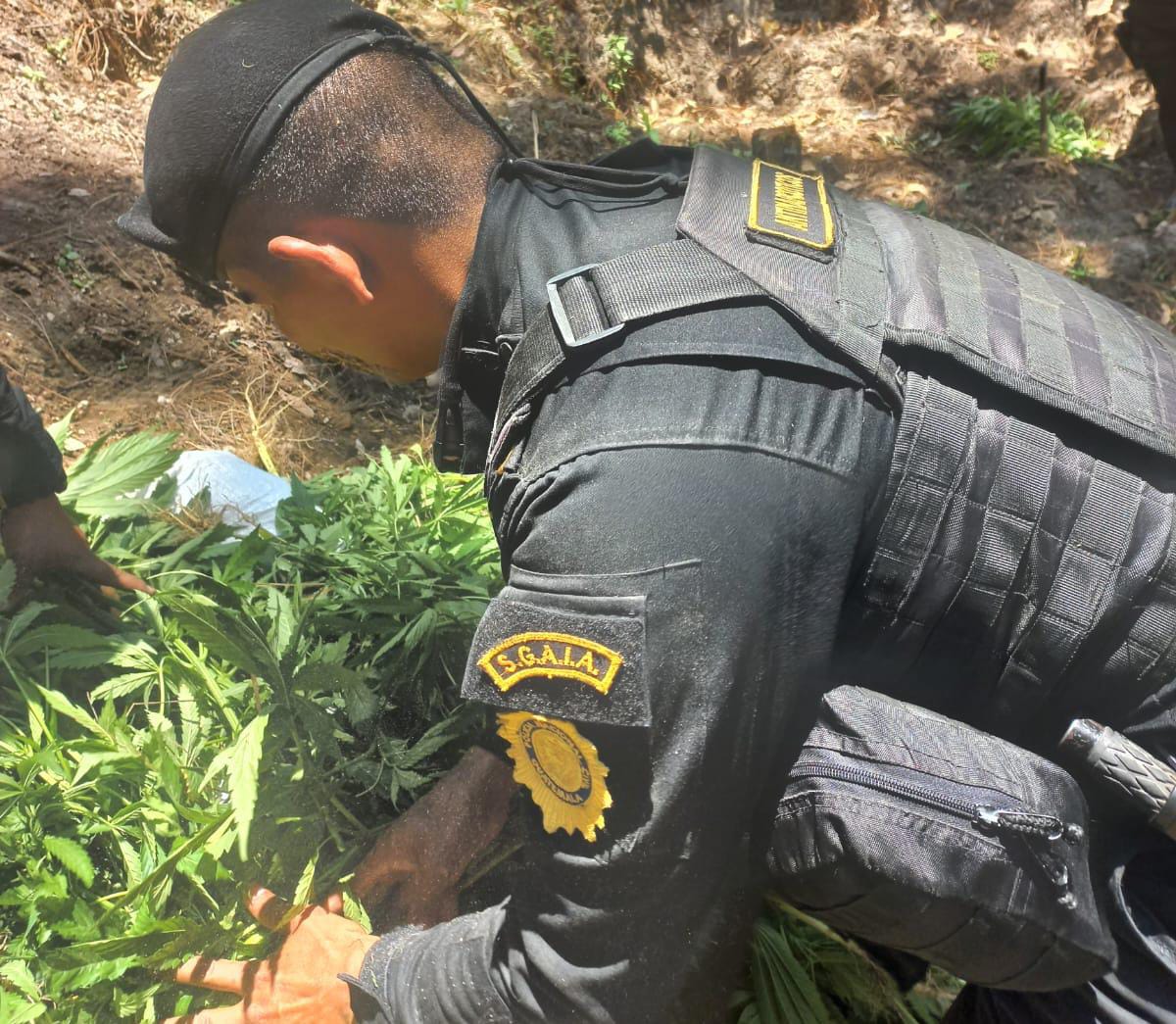 Erradican plantaciones ilícitas en Alta Verapaz y Totonicapán