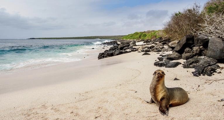 Proponen un manejo ecosistémico para enfrentar pesca ilegal en Galápagos
