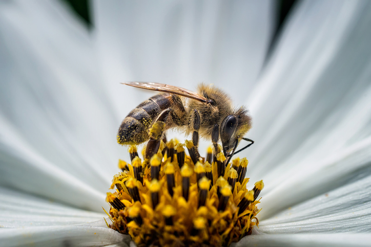 Insectos polinizadores aparecieron hace al menos 163 millones de años