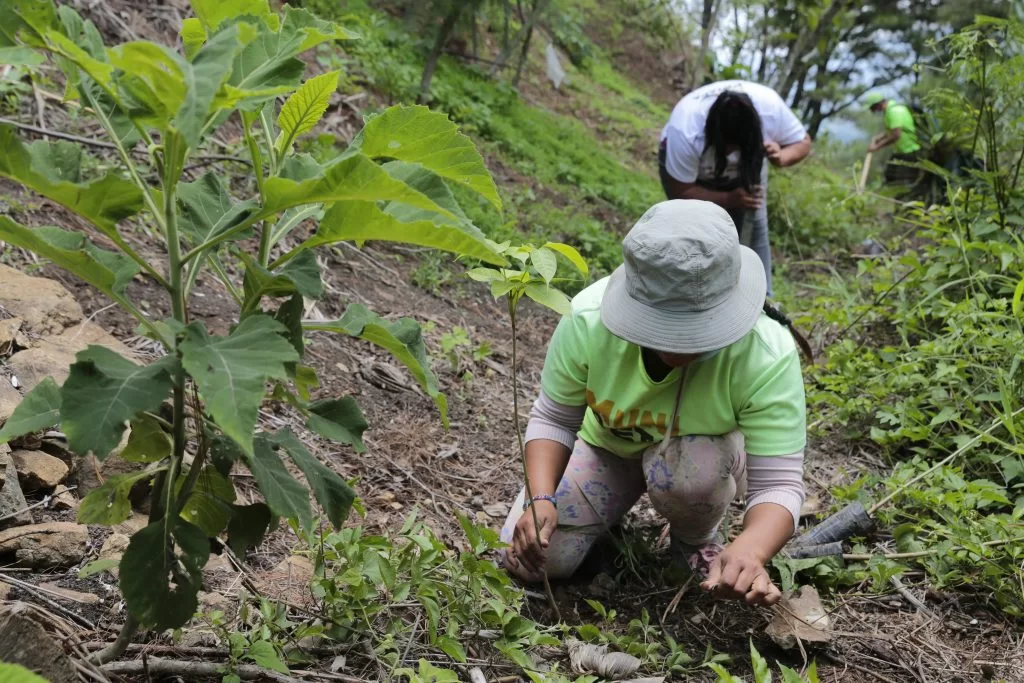 Efectúan segundo pago de incentivos forestales de 2023