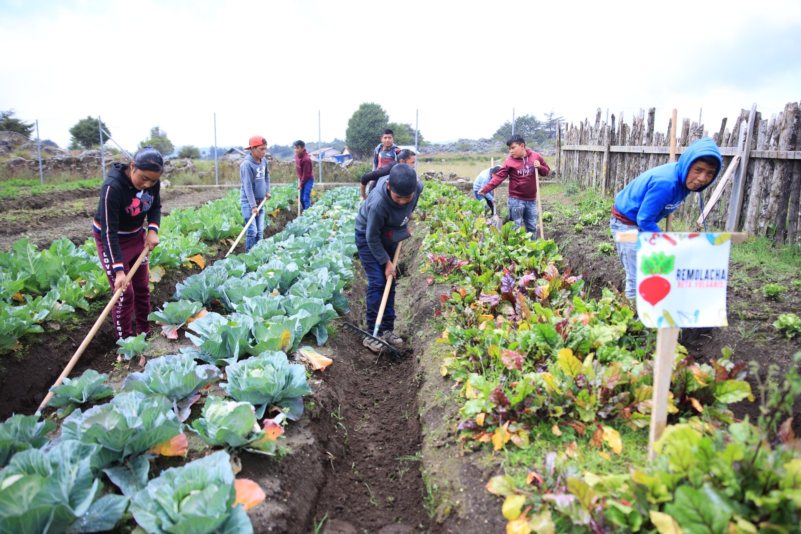 MAGA impulsa instalación de 4 mil huertos escolares