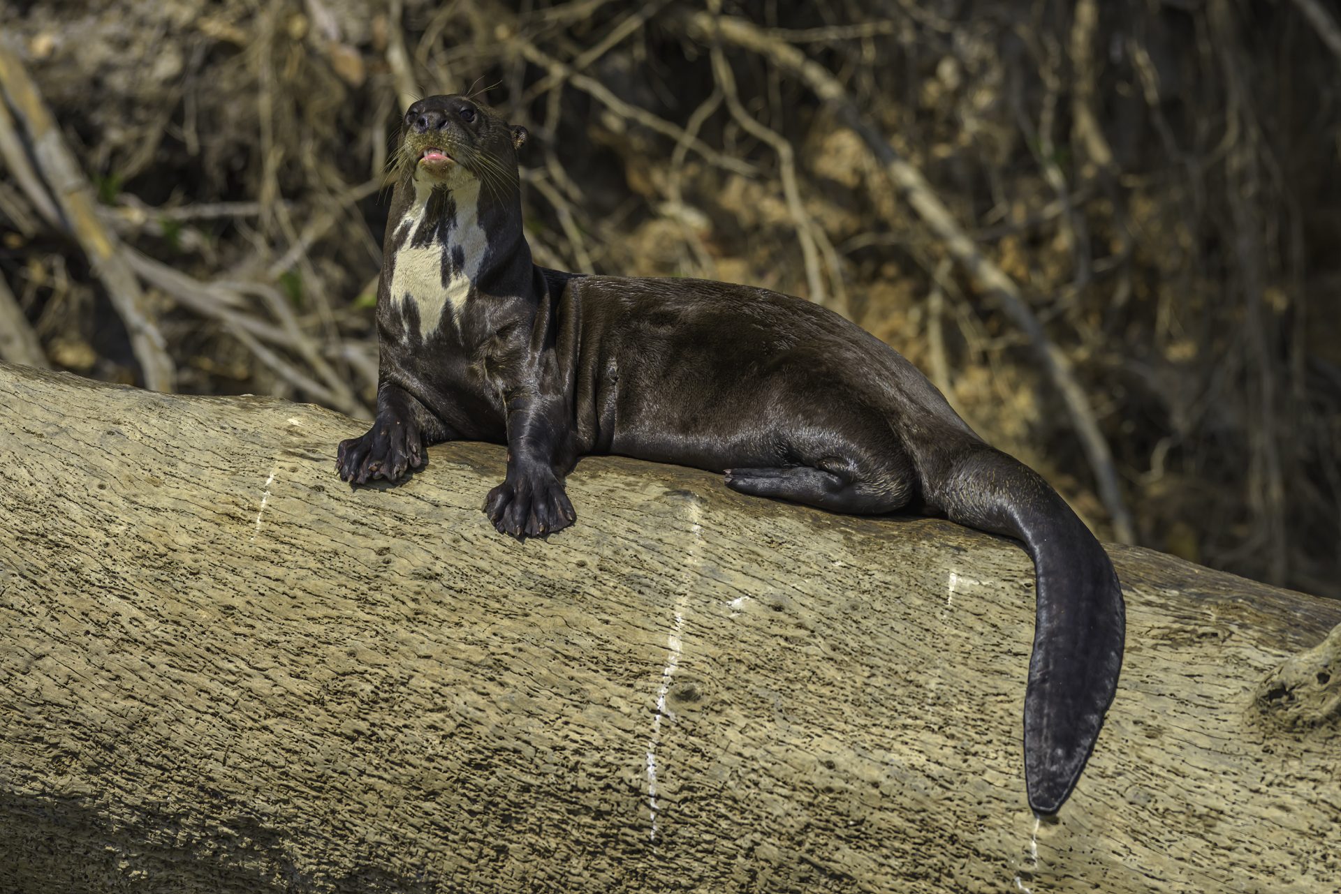 Genomas de 240 especies de mamíferos revelan qué hace único al genoma humano