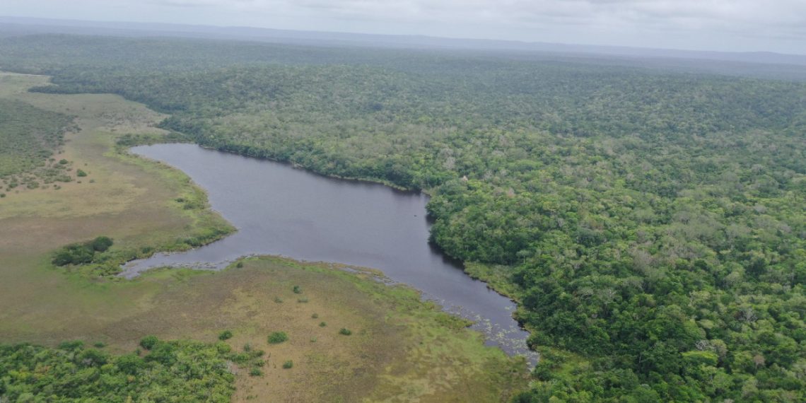 Gobierno aumenta concesiones forestales en Petén