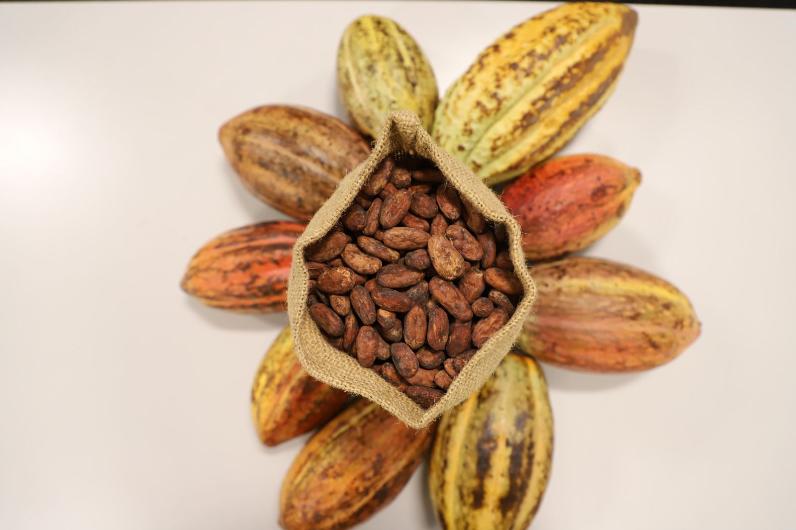 Muestras de cacao fino representarán a Guatemala en evento internacional