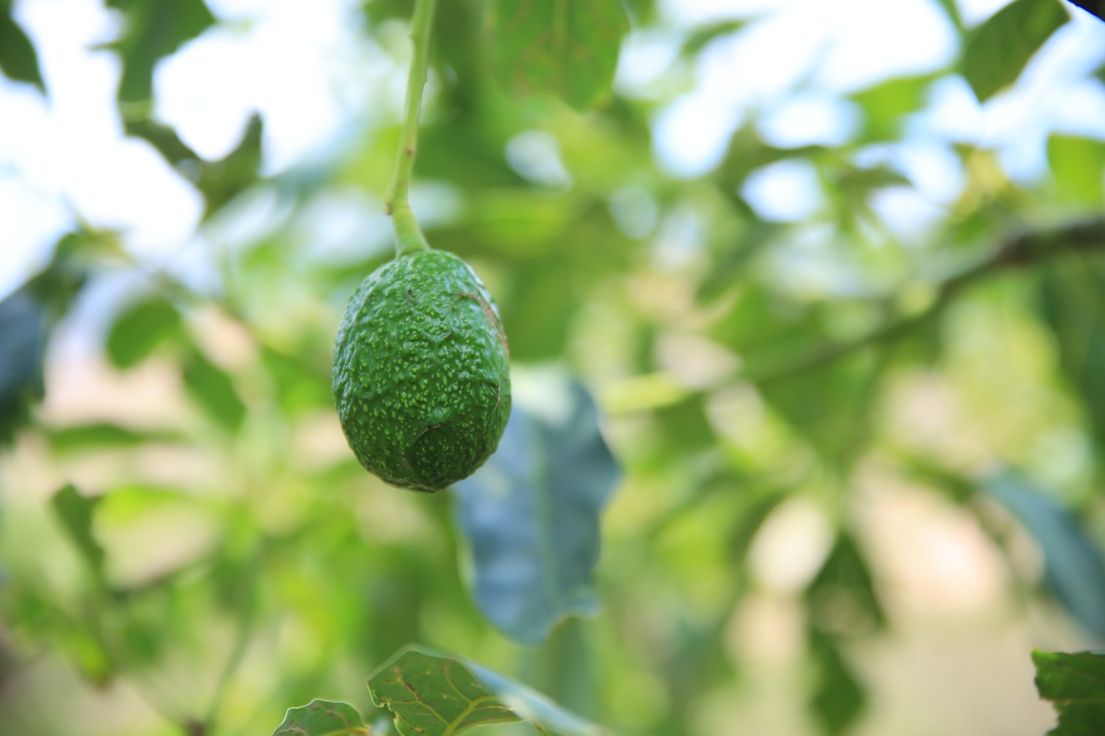 Productores jutiapanecos de aguacate buscan mejorar e incrementar su producción