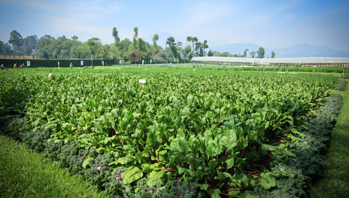 Agricultores promueven mejora en la producción de semillas
