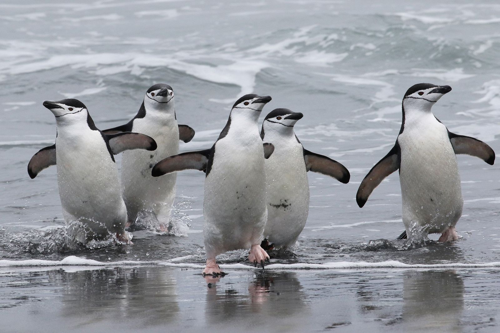 Pingüinos son clave para reciclar hierro en aguas de la Antártida