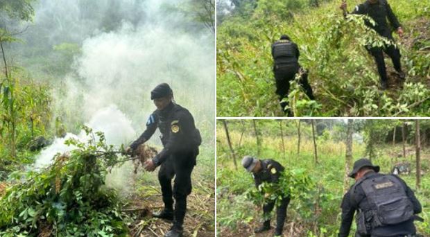 Erradican más de 13 mil plantas de marihuana en San Marcos