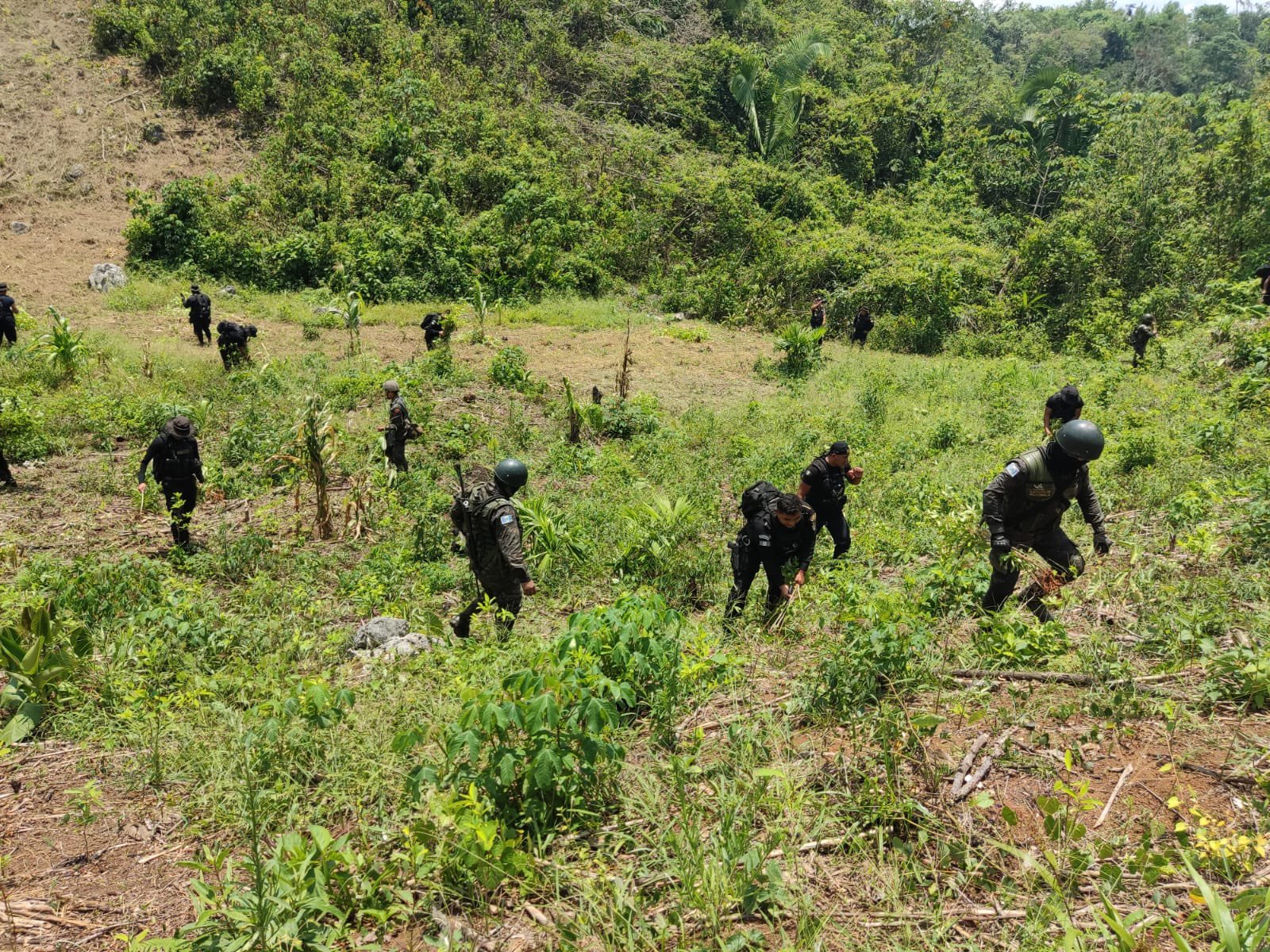 Destruyen más de 70 mil arbustos de coca en Alta Verapaz