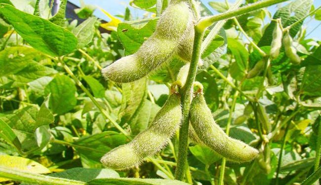Bacterias pueden ayudar a aumentar fotosíntesis de las plantas
