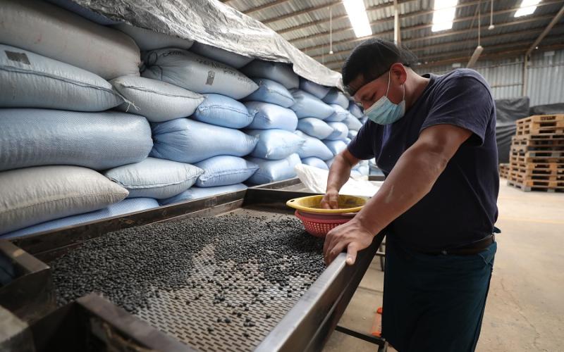 Autorizan contingente arancelario por desabastecimiento de frijol negro