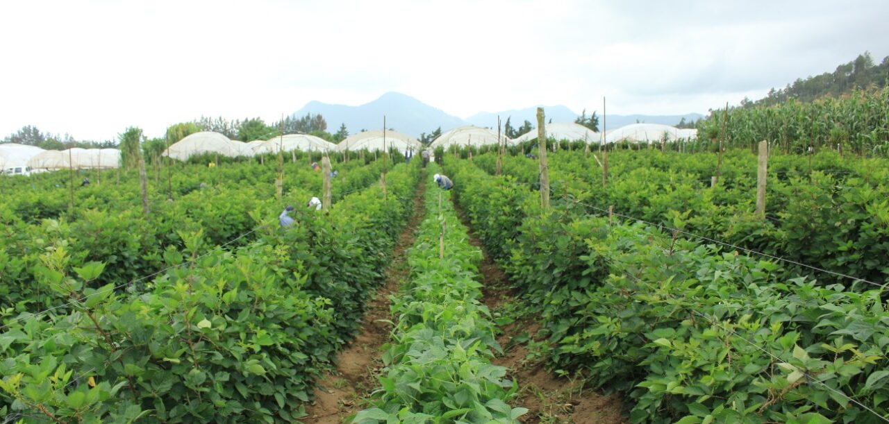 Sector agropecuario de Huehuetenango se prepara ante aumento de lluvias