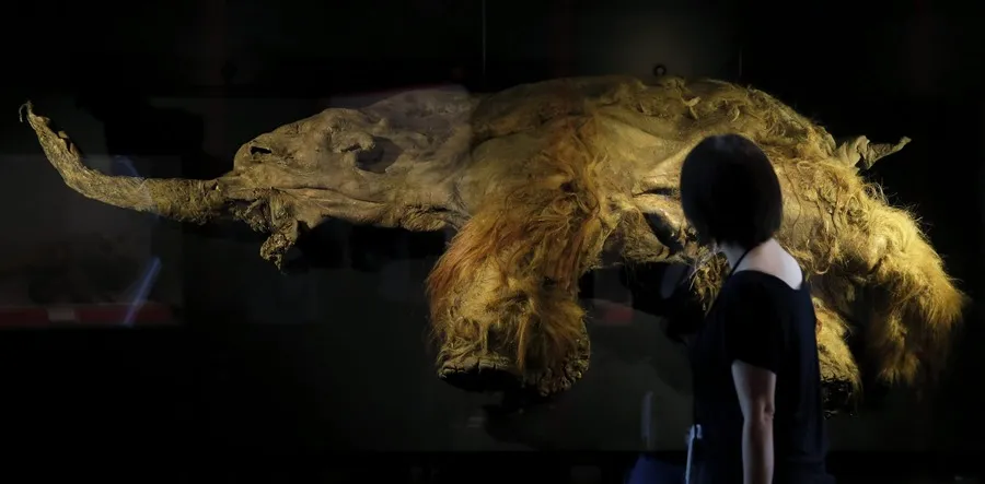 Analizan la evolución del mamut lanudo en sus 700 mil años por Siberia