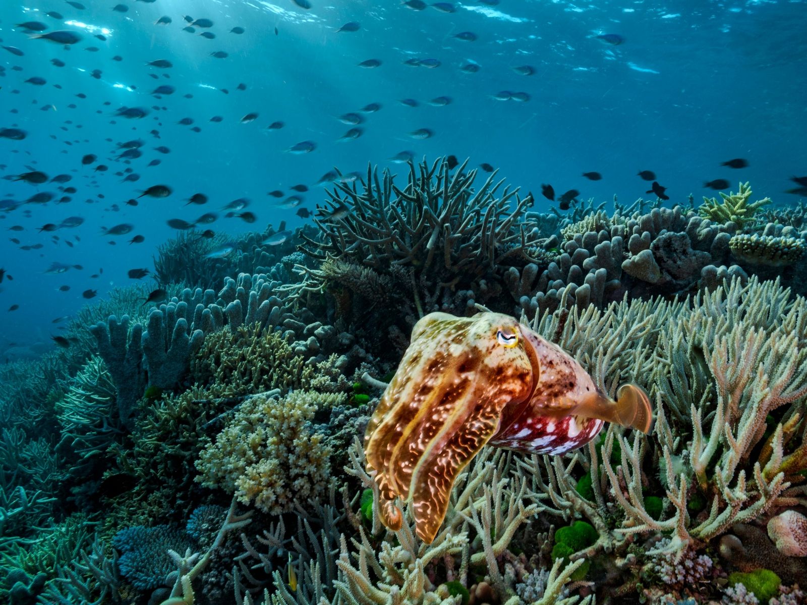 Proyecto restaurará arrecifes del Caribe