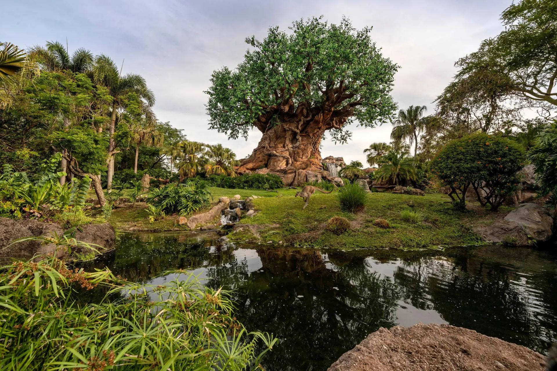 Parque Animal Kingdom de Disney cumple 25 años y lo celebra con donaciones