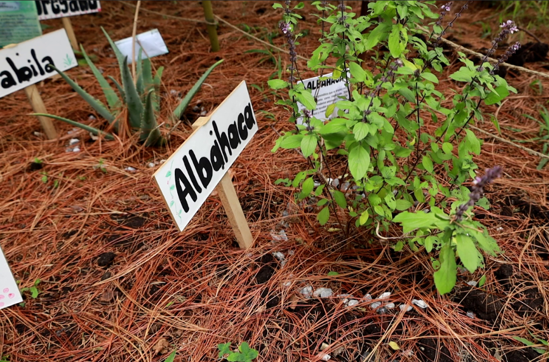 La albahaca es una de las hierbas utilizadas en la medicina tradicional.