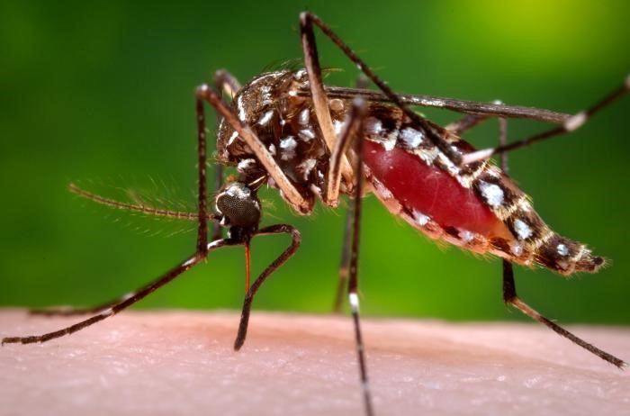 Ministerio de Salud emite recomendaciones para prevenir contagios de dengue.