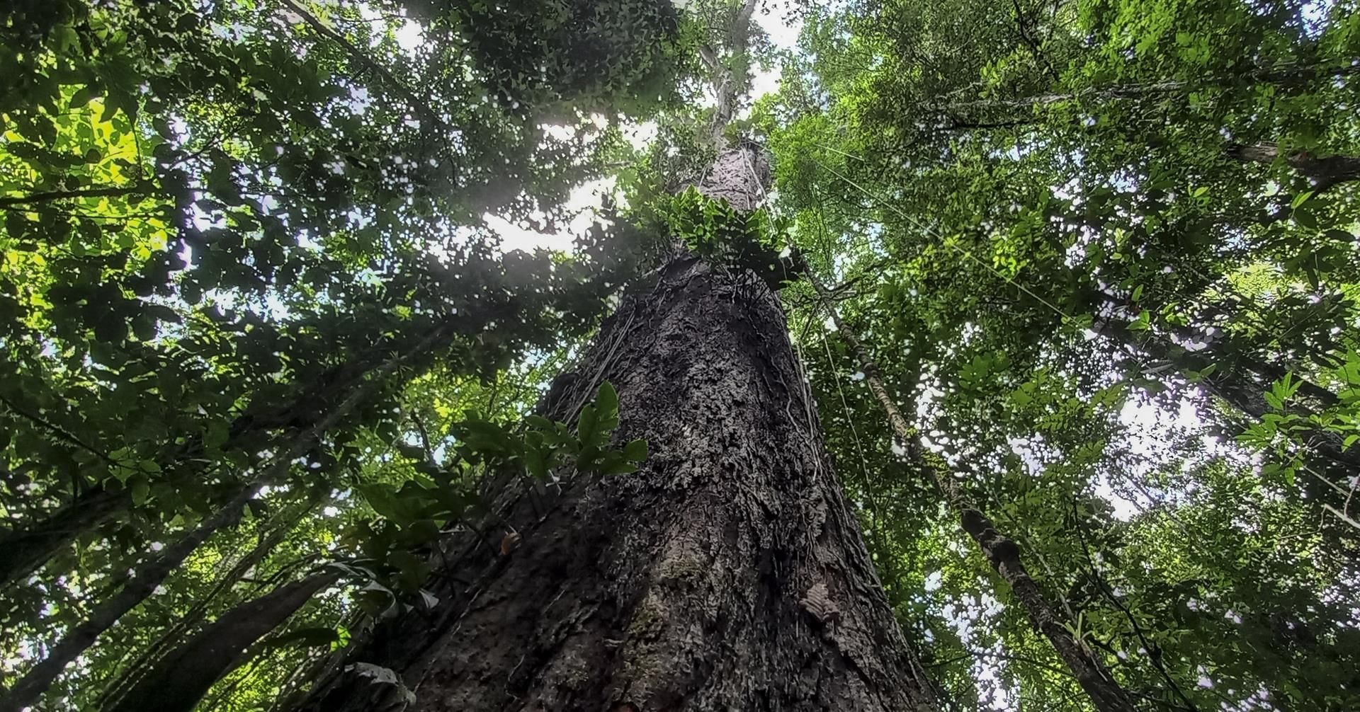 Árboles, guardianes silenciosos del equilibrio ecológico