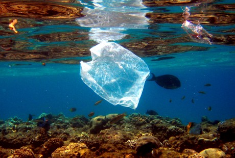 Estudio encuentra abundancia de vida marina en corrientes de basura