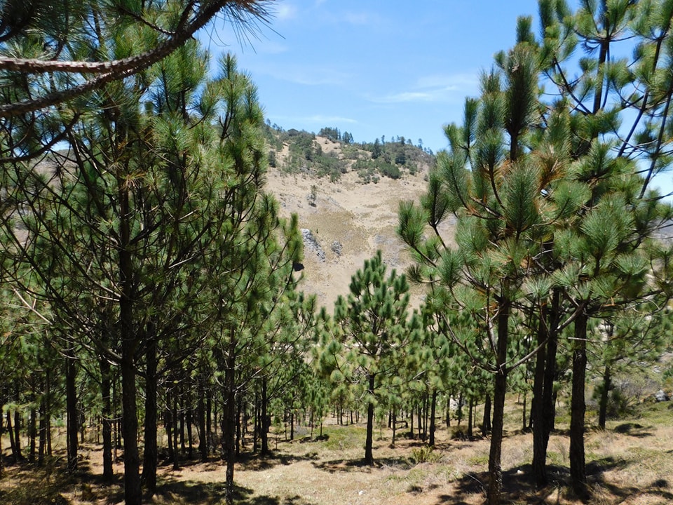 Acciones promueven el cuidado y recuperación de bosques