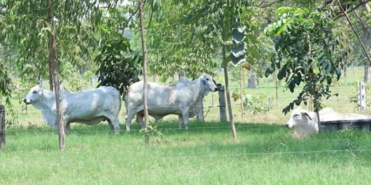 Más de 4 mil animales vacunados en prevención de enfermedades en bovinos