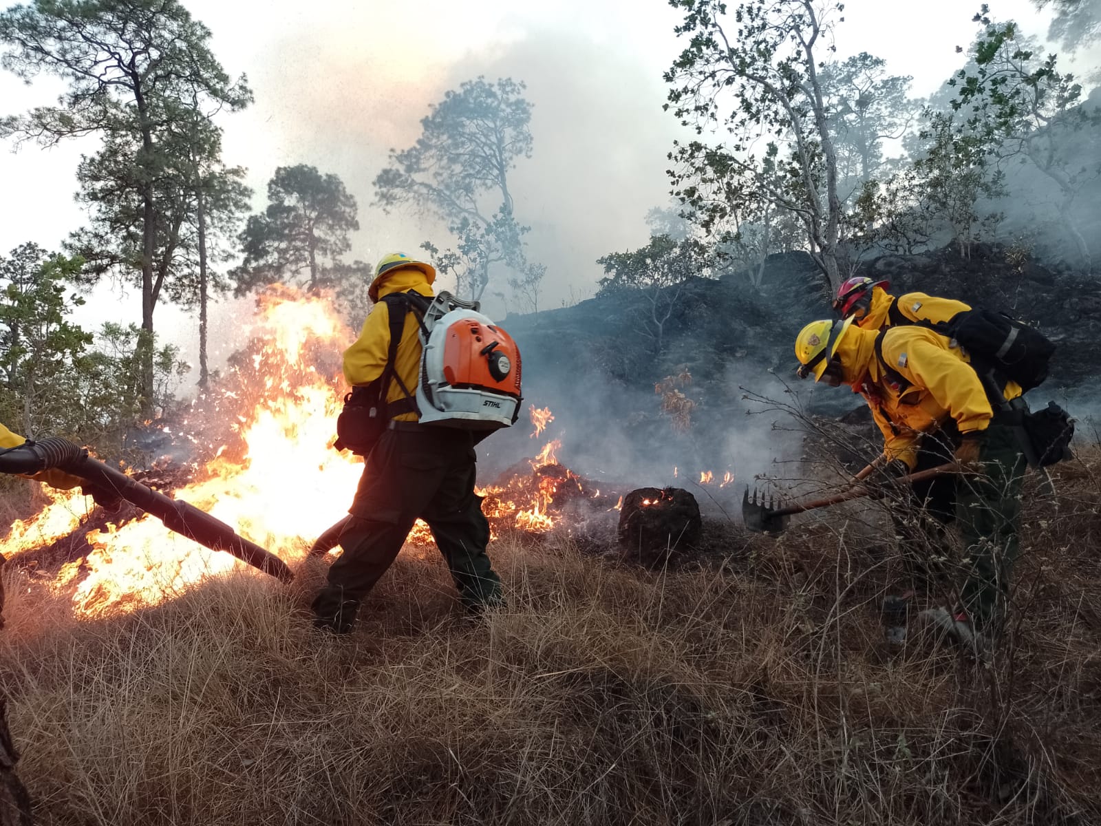 Mantienen acciones para sofocar incendios forestales en Jalapa