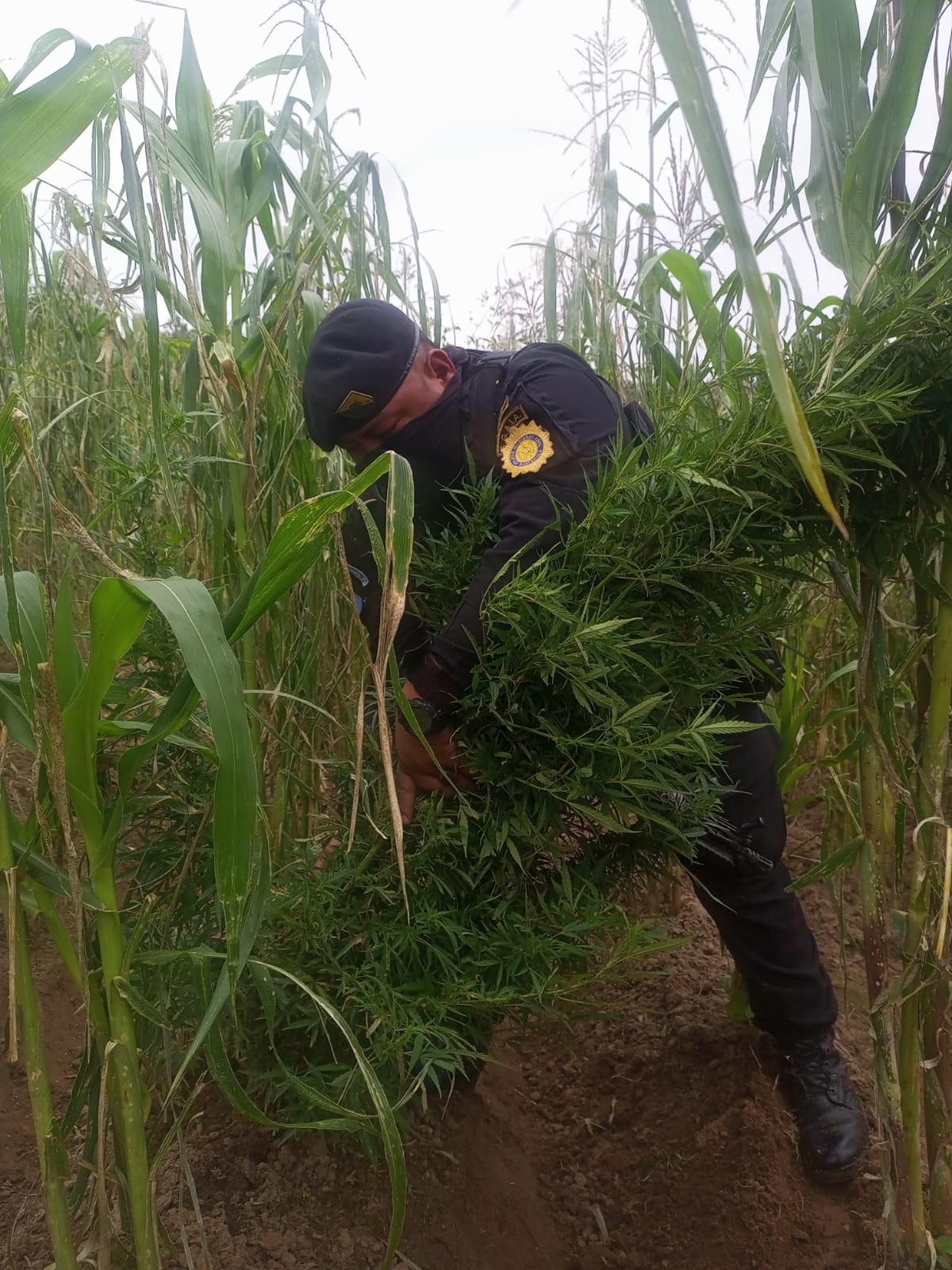 Destruyen plantaciones de marihuana en Totonicapán