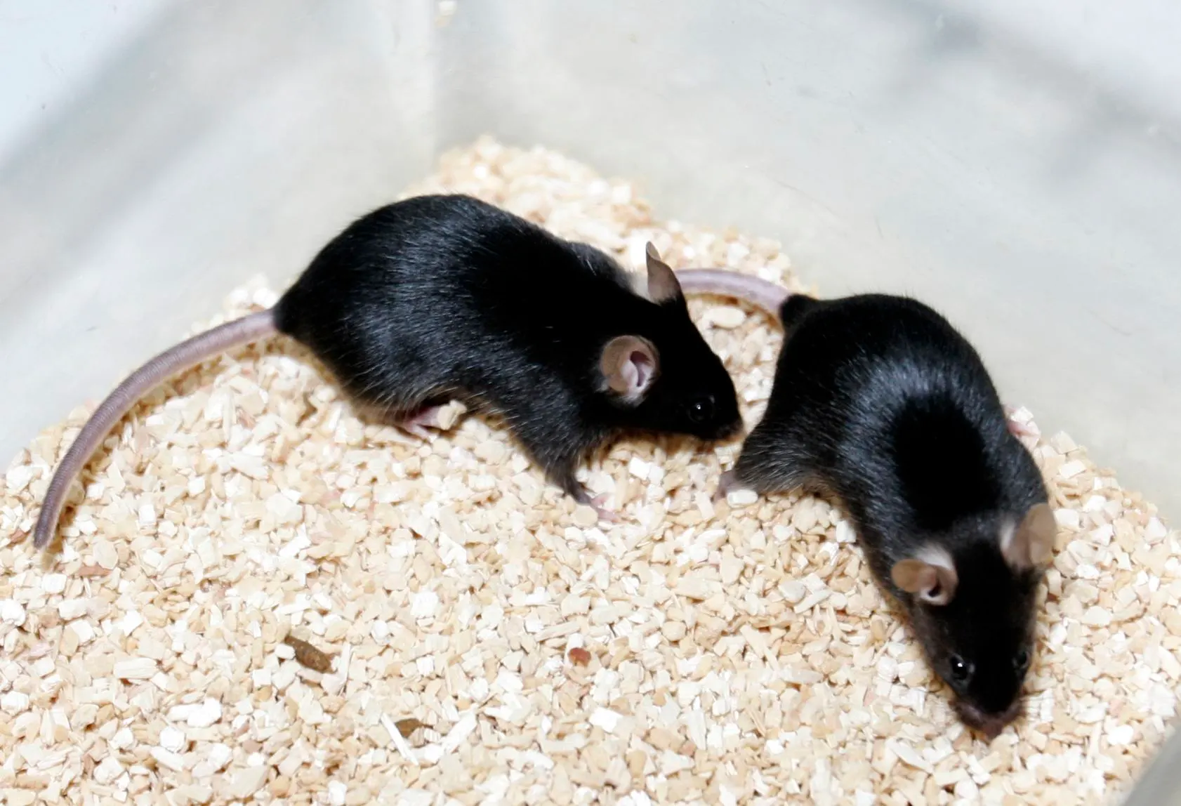 Inducen la hibernación en ratones. ¿Un paso para el letargo humano?