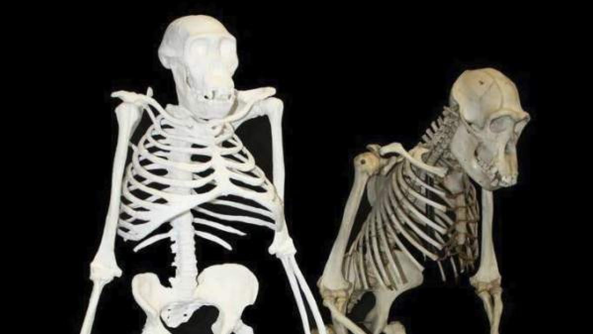 Hace 3.2 millones de años, Lucy caminaba ya erguida como nosotros