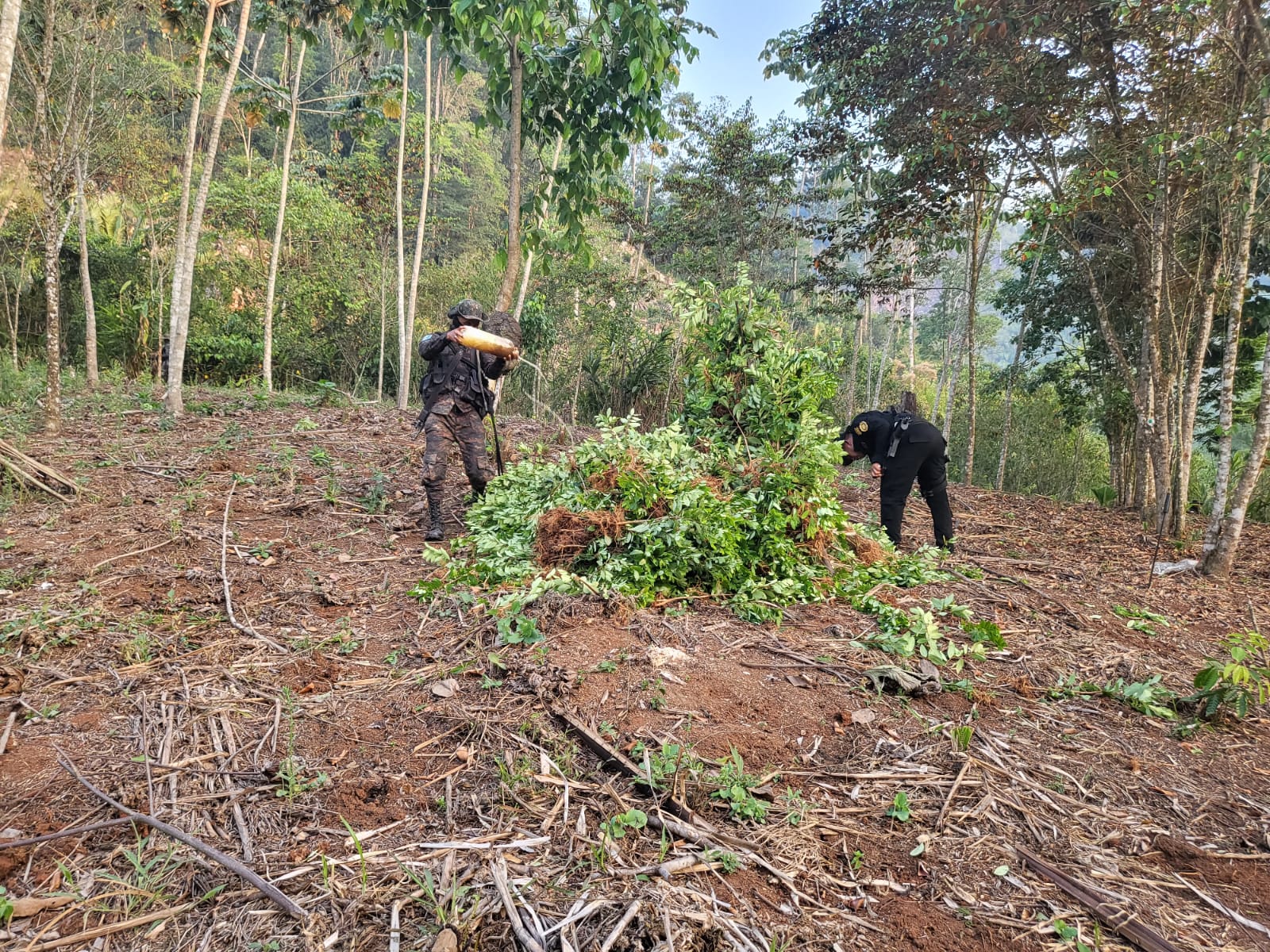 Erradicación de una plantación con un total de 46 mil 467 arbustos de hoja de coca