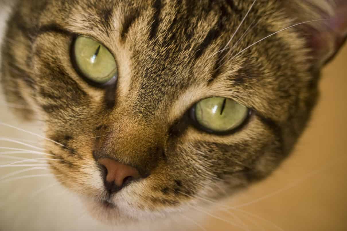 La nariz de los gatos es similar a un equipo de laboratorio.