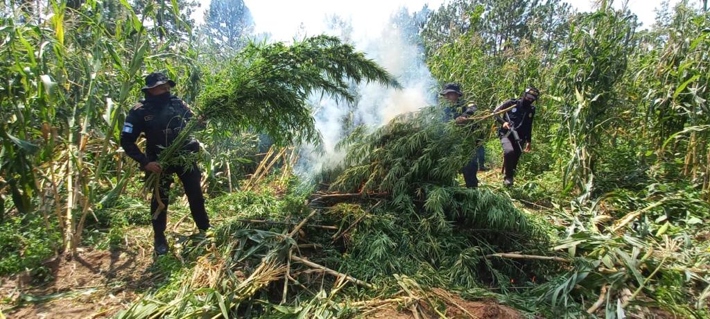 Más de 36 millones de quetzales en erradicación de marihuana.