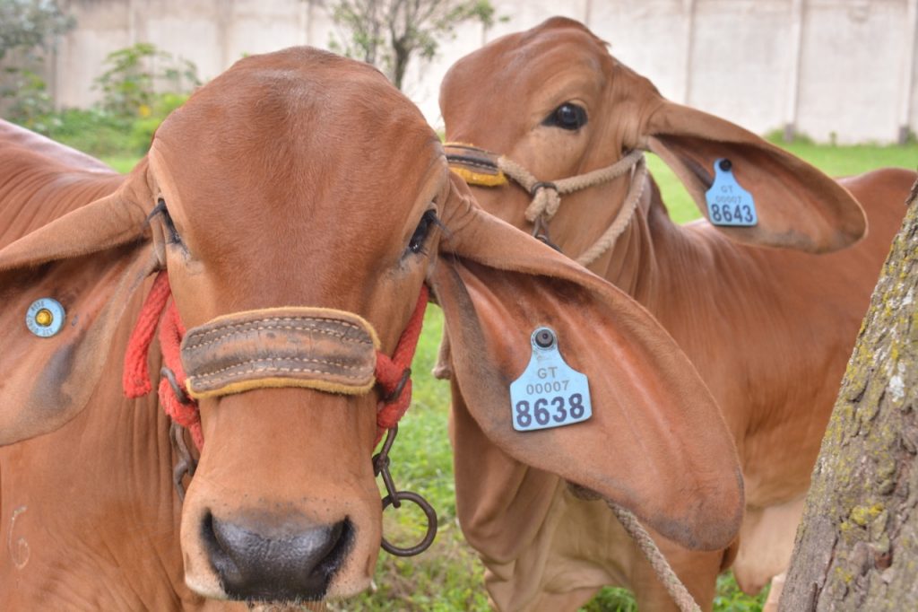 Fomentan acciones para la prevención de rabia bovina. /Foto: MAGA
