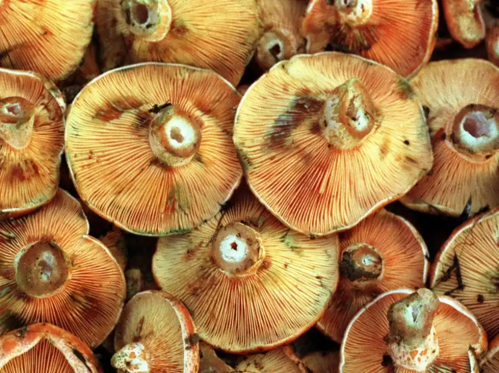 Los hongos capturan un tercio de las emisiones globales de CO2